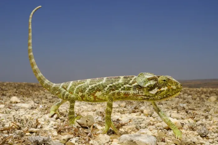 Framed Print : Monarch Chameleon (Chamaeleo monachus) adult, walking on open ground in desert, Socotra, Yemen, march Framed Print : Monarch Chameleon (Chamaeleo monachus) adult, walking on open ground in desert, Socotra, Yemen, march
