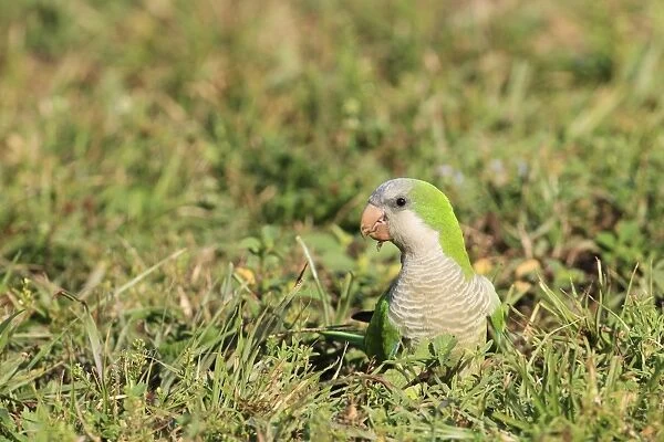 Monk Parakeet (Myiopsitta monachus) introduced species, adult, feeding on seeds, foraging on ground, Florida, U. S. A