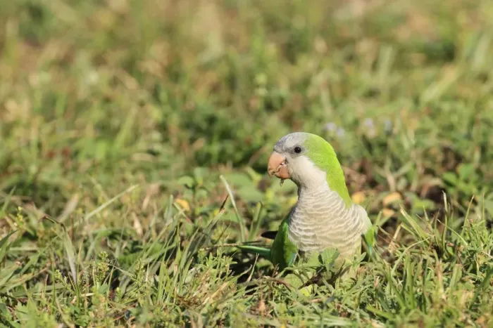 Framed Print : Monk Parakeet (Myiopsitta monachus) introduced species, adult, feeding on seeds, foraging on ground, Florida, U. S. A