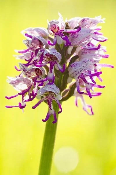 Monkey Orchid (Orchis simia) close-up of flowerspike, Causse de Gramat, Massif Central, Lot, France, April
