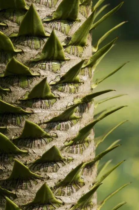 Framed Print : Monkey Puzzle (Araucaria araucana) close-up of trunk, in garden, Norfolk, England, march Framed Print : Monkey Puzzle (Araucaria araucana) close-up of trunk, in garden, Norfolk, England, march