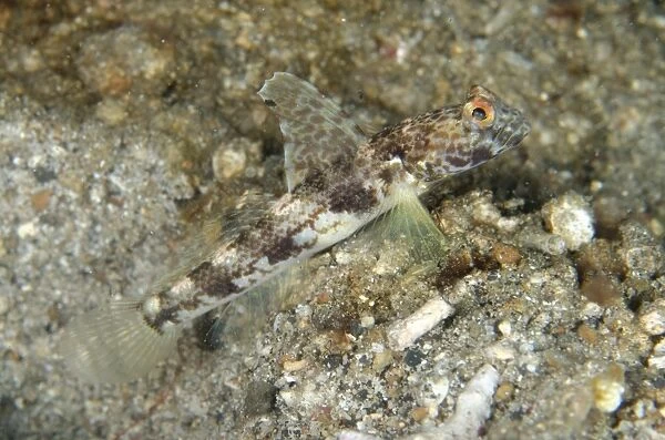 Monster Shrimpgoby (Tomiyamichthys oni) adult, at burrow entrance, Lembeh Straits, Sulawesi, Sunda Islands, Indonesia