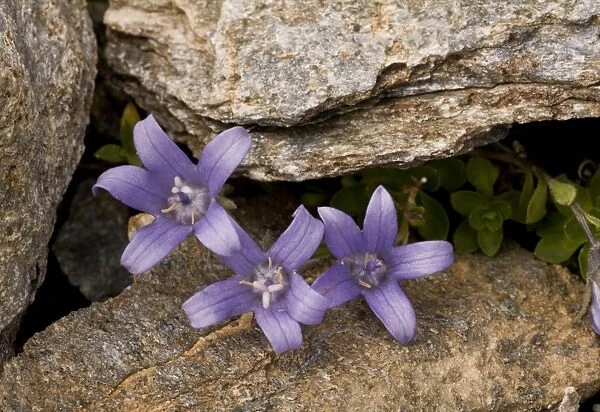 Mont Cenis Bellflower (Campanula cenisia) flowering, growing amongst rocks, Mont Cenis, French Alps, France, July