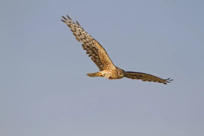 Framed Print : Montagu's Harrier (Circus pygargus) adult female, in flight, Spain, june Framed Print : Montagu's Harrier (Circus pygargus) adult female, in flight, Spain, june