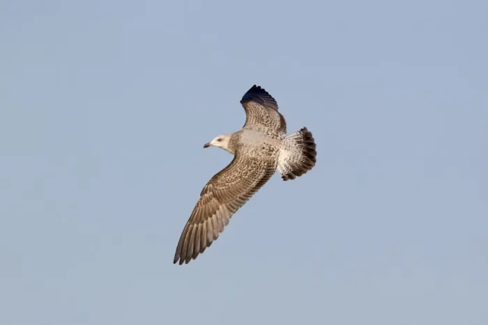 Framed Print : Montagus Harrier (Circus pygargus) adult female, in flight, on migration through mountains during blizzard