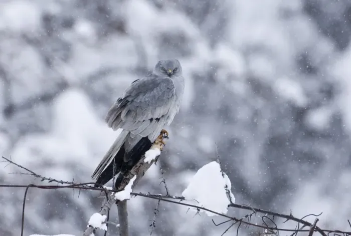 Framed Print : Montagu's Harrier (Circus pygargus) adult male, perched on post in snowfall, on migration through mountains, Caucasus Mountains, Georgia, april
