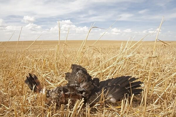Montagu's Harrier (Circus pygargus) dead chick, killed on nest in arable field during harvest, Northern Spain, july