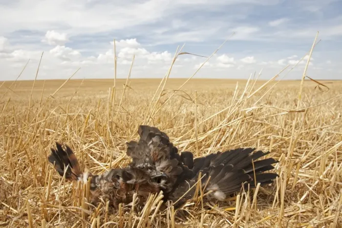 Framed Print : Montagu's Harrier (Circus pygargus) dead chick, killed on nest in arable field during harvest, Northern Spain, july Framed Print : Montagu's Harrier (Circus pygargus) dead chick, killed on nest in arable field during harvest, Northern Spain, july