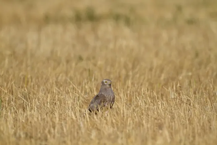 Framed Print : Montagu's Harrier (Circus pygargus) immature male, standing in stubble field, Northern Spain, july Framed Print : Montagu's Harrier (Circus pygargus) immature male, standing in stubble field, Northern Spain, july
