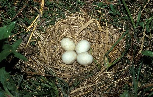 Montagu's Harrier (Circus pygargus) Nest with four eggs