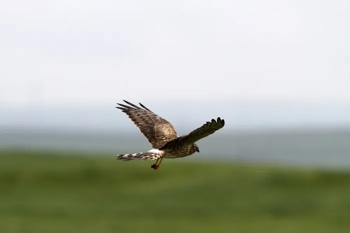 Framed Print : Montagus Harrier female Framed Print : Montagus Harrier female