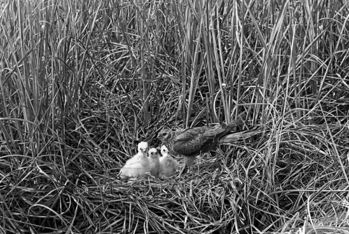 Framed Print : Montagus Harrier - Hicking Norfolk. Taken by Eric Hosking in 1942