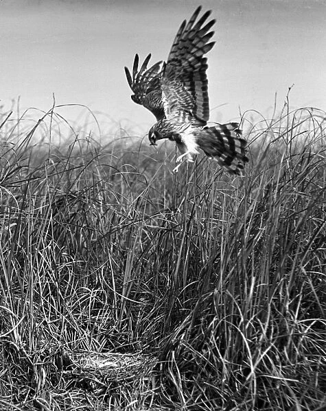 Montagus Harrier, May 1938, Sanderson field camera, serrac 8. 5 inch lens F / 11, 1 / 50th shutter speed, film HSFP
