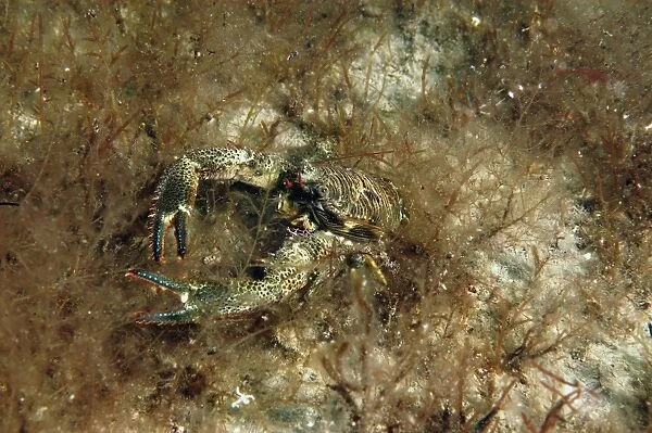 Montagus Plated Lobster (Galathea squamifera) adult, Kimmeridge Bay, Isle of Purbeck, Dorset, England, September