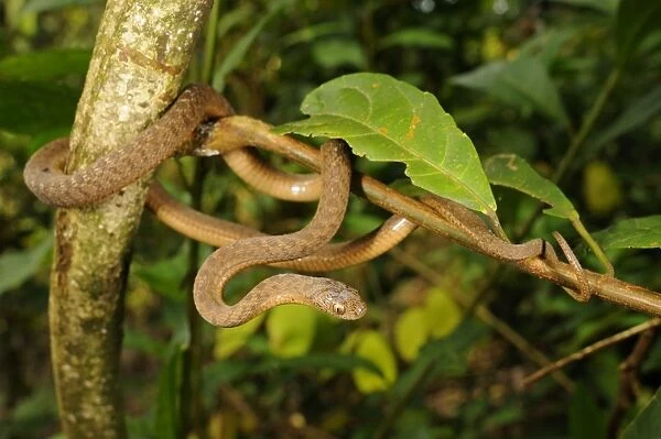 Montane Egg-eater Snake (Dasypeltis atra) adult, coiled on branch, Kahuzi-Biega N. P