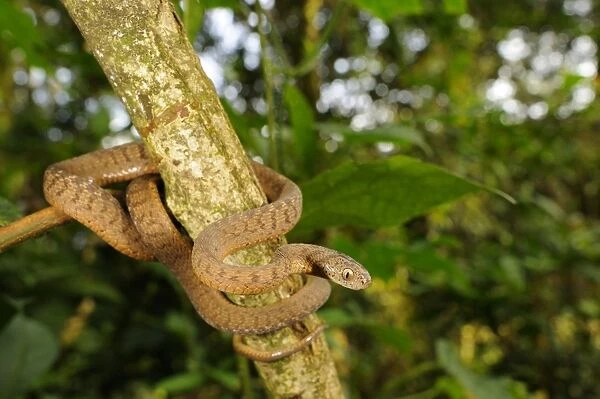 Montane Egg-eater Snake (Dasypeltis atra) adult, coiled on branch, Kahuzi-Biega N. P