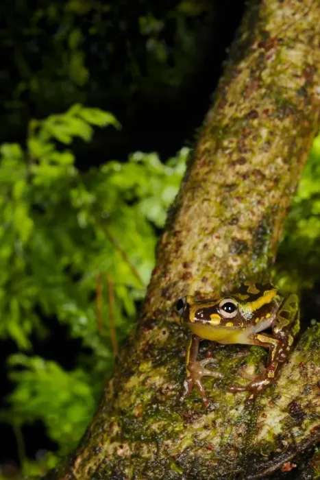 Framed Print : Montane Reed Frog (Hyperolius castaneus) adult, sitting on branch in montane rainforest, Nyungwe Forest N. P. Rwanda, december Framed Print : Montane Reed Frog (Hyperolius castaneus) adult, sitting on branch in montane rainforest, Nyungwe Forest N. P. Rwanda, december