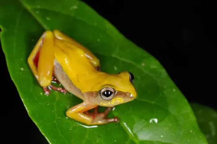 Framed Print : Montane Reed Frog (Hyperolius castaneus) adult, sitting on leaf in montane rainforest, Nyungwe Forest N. P. Rwanda, december Framed Print : Montane Reed Frog (Hyperolius castaneus) adult, sitting on leaf in montane rainforest, Nyungwe Forest N. P. Rwanda, december