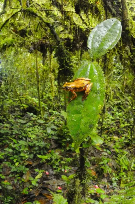 Framed Print : Montane Reed Frog (Hyperolius castaneus) adult, sitting on leaf in montane rainforest habitat, Nyungwe Forest N. P. Rwanda, december Framed Print : Montane Reed Frog (Hyperolius castaneus) adult, sitting on leaf in montane rainforest habitat, Nyungwe Forest N. P. Rwanda, december