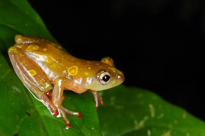 Framed Print : Montane Reed Frog (Hyperolius castaneus) adult, sitting on leaf in montane rainforest, Nyungwe Forest N. P Framed Print : Montane Reed Frog (Hyperolius castaneus) adult, sitting on leaf in montane rainforest, Nyungwe Forest N. P