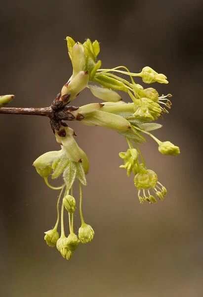 Montpelier Maple (Acer monspessulanum) close-up of flowers, Northern Greece, April