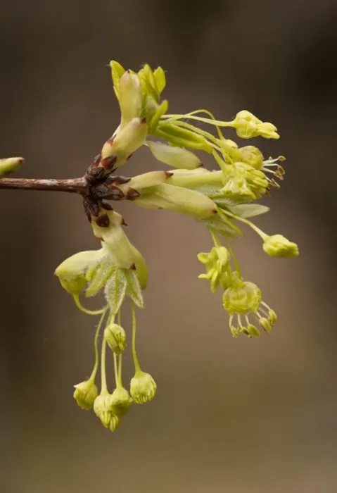 Framed Print : Montpelier Maple (Acer monspessulanum) close-up of flowers, Northern Greece, April Framed Print : Montpelier Maple (Acer monspessulanum) close-up of flowers, Northern Greece, April