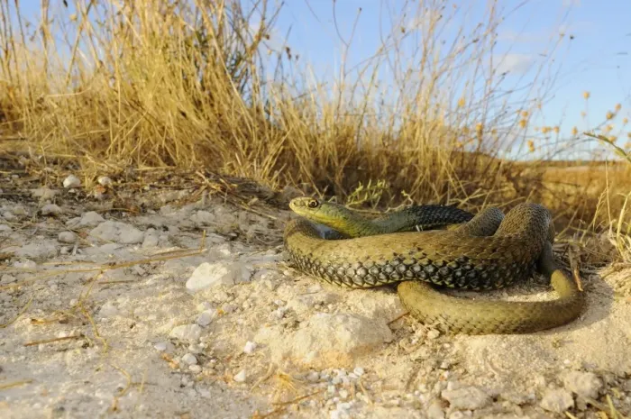 Framed Print : Montpellier snake (Malpolon monspessulanus) adult, coiled in habitat, Spain, september Framed Print : Montpellier snake (Malpolon monspessulanus) adult, coiled in habitat, Spain, september