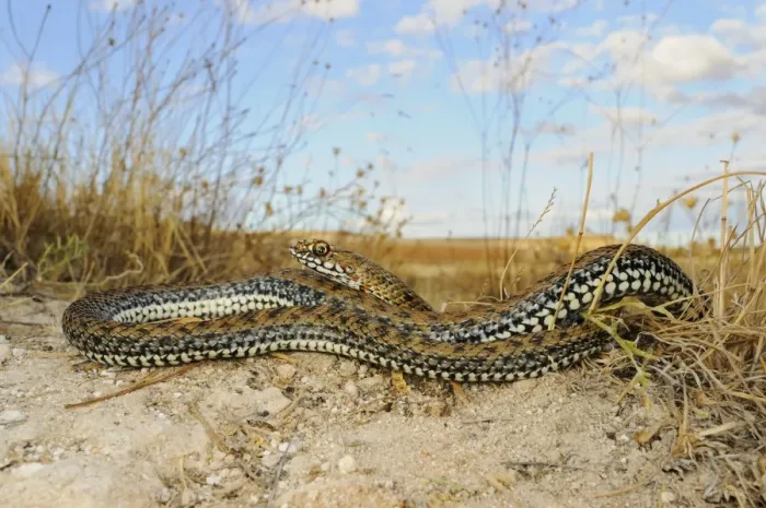 Framed Print : Montpellier snake (Malpolon monspessulanus) young, coiled on soil in habitat, Spain, september Framed Print : Montpellier snake (Malpolon monspessulanus) young, coiled on soil in habitat, Spain, september