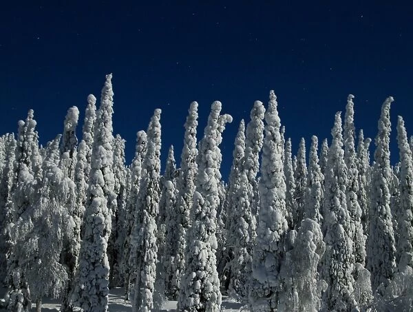 Moonlit snow covered taiga forest at night during full moon, Kuusamo, Oulu, Finland, february