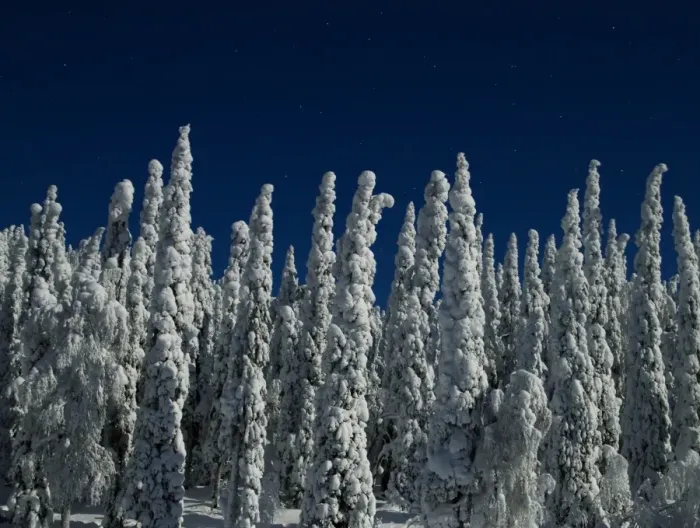 Framed Print : Moonlit snow covered taiga forest at night during full moon, Kuusamo, Oulu, Finland, february Framed Print : Moonlit snow covered taiga forest at night during full moon, Kuusamo, Oulu, Finland, february