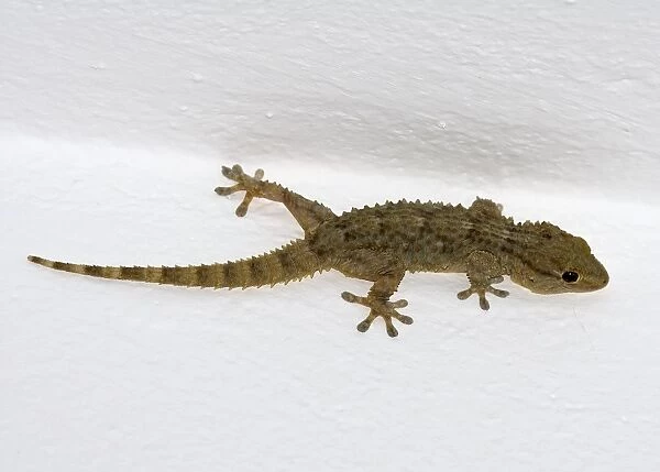 Moorish Gecko (Tarentola mauritanica) adult, clinging to wall, Es Grau, Minorca, Balearics, Spain, October