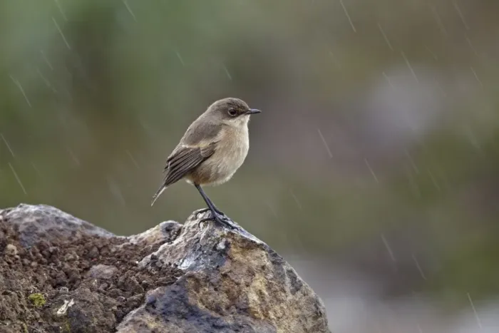 Framed Print : Moorland Chat (Cercomela sordida) adult, standing on rock in rainfall, Simien Mountains, Ethiopia