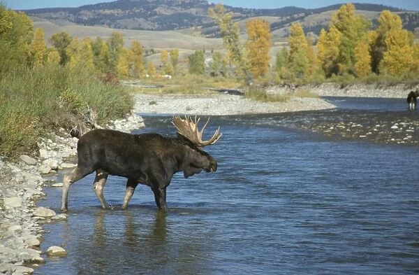 Moose (Alces alces) Bull crossing Gros Ventre River, Wyoming, USA