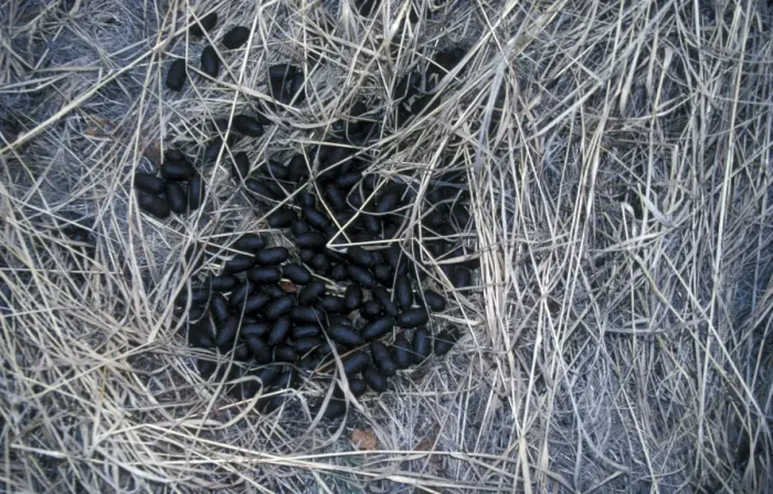 Framed Print : Moose (Alces alces) Droppings / Arctic Siberia, Russia Framed Print : Moose (Alces alces) Droppings / Arctic Siberia, Russia