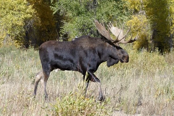 Moose (Alces alces) Male walk with Autumn / Fallcolour Grand Teton Nat Park USA