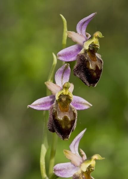 Morisi Orchid (Ophrys morisii) flowering, Sardinia, Italy, April