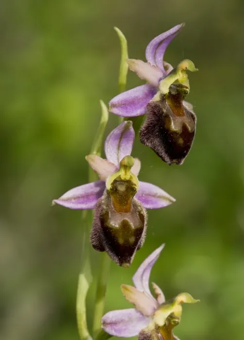 Framed Print : Morisi Orchid (Ophrys morisii) flowering, Sardinia, Italy, April Framed Print : Morisi Orchid (Ophrys morisii) flowering, Sardinia, Italy, April