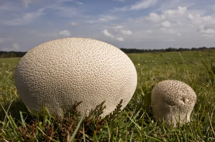 Framed Print : Mosaic Puffball (Calvatia utriformis) fruiting bodies, growing on heathy grassland, New Forest, Hampshire, England, september Framed Print : Mosaic Puffball (Calvatia utriformis) fruiting bodies, growing on heathy grassland, New Forest, Hampshire, England, september