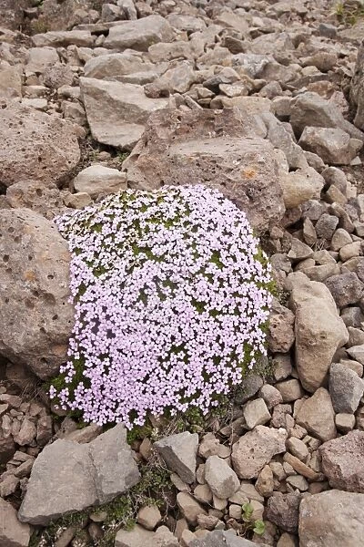 Moss Campion (Silene acaulis) flowering, clump growing amongst rocks, Iceland, June
