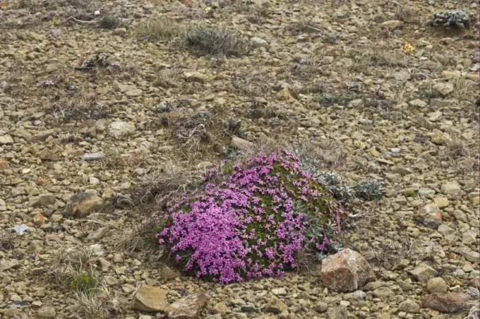 Framed Print : Moss Campion (Silene acaulis) flowering, Keen of Hamar National Nature Reserve, Unst, Shetland Islands, Scotland Framed Print : Moss Campion (Silene acaulis) flowering, Keen of Hamar National Nature Reserve, Unst, Shetland Islands, Scotland