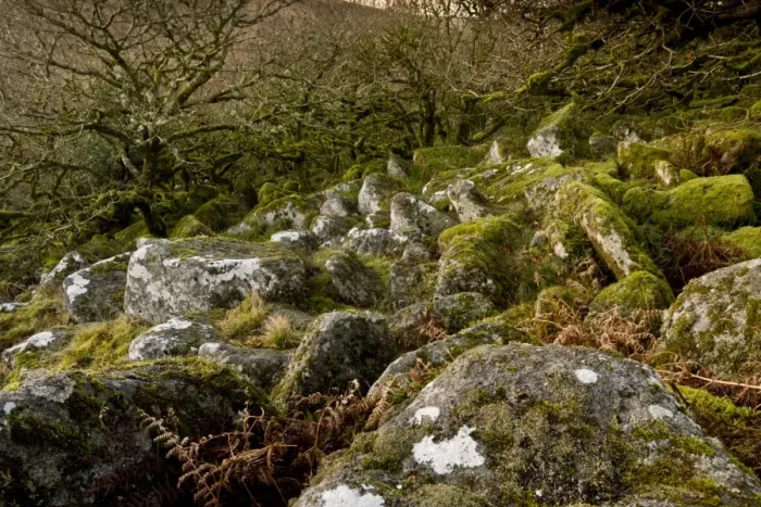 Framed Print : Moss covered boulders and stunted Common Oak (Quercus sp. ) trees in moorland high altitude copse habitat Framed Print : Moss covered boulders and stunted Common Oak (Quercus sp. ) trees in moorland high altitude copse habitat