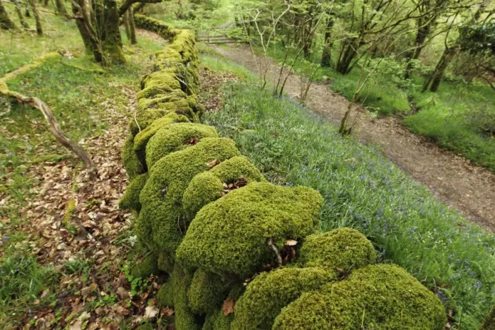 Framed Print : Moss covered drystone wall in ancient woodland habitat, Wood of Cree RSPB Reserve, Dumfries and Galloway, Scotland, may
