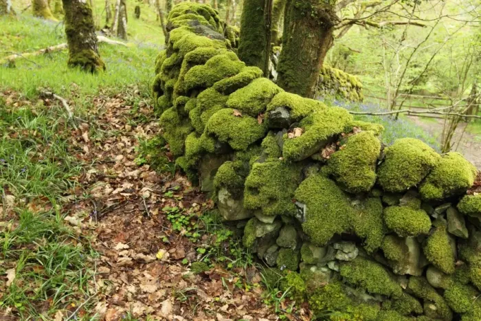 Framed Print : Moss covered drystone wall in ancient woodland habitat, Wood of Cree RSPB Reserve, Dumfries and Galloway, Scotland, may Framed Print : Moss covered drystone wall in ancient woodland habitat, Wood of Cree RSPB Reserve, Dumfries and Galloway, Scotland, may