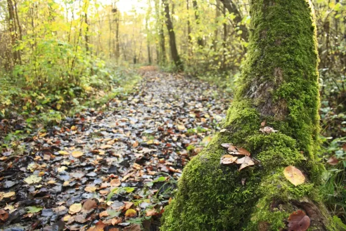 Framed Print : Moss covered tree trunk with fallen leaves beside path in ancient woodland habitat, Wolves Wood RSPB Reserve, Hadleigh Framed Print : Moss covered tree trunk with fallen leaves beside path in ancient woodland habitat, Wolves Wood RSPB Reserve, Hadleigh