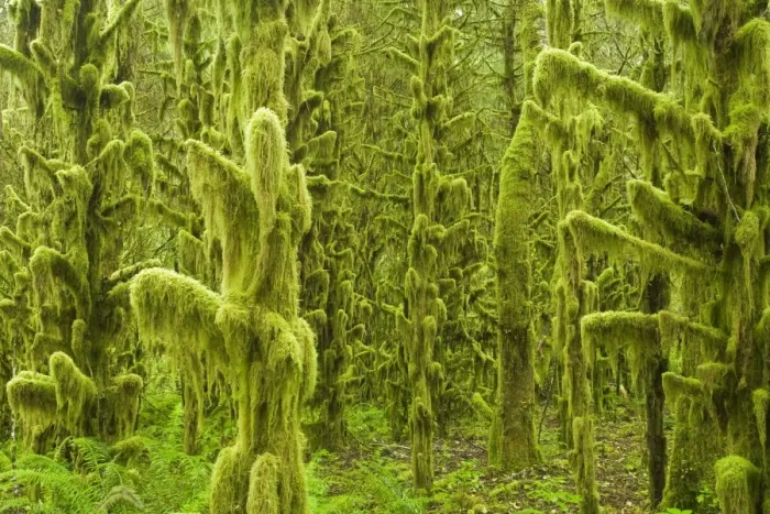 Framed Print : Moss covered trees in old growth temperate rainforest habitat, Tillamook, Oregon, U. S. A. july Framed Print : Moss covered trees in old growth temperate rainforest habitat, Tillamook, Oregon, U. S. A. july