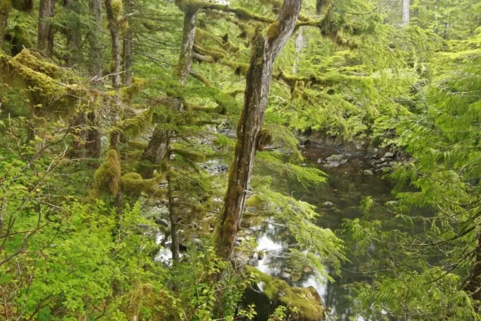 Framed Print : Moss covered trees in temperate coastal rainforest habitat, Coast Mountains, Great Bear Rainforest, British Columbia Framed Print : Moss covered trees in temperate coastal rainforest habitat, Coast Mountains, Great Bear Rainforest, British Columbia