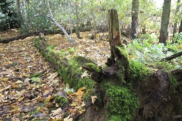 Moss growing on fallen tree trunk in woodland, Vicarage Plantation, Mendlesham, Suffolk, England, november