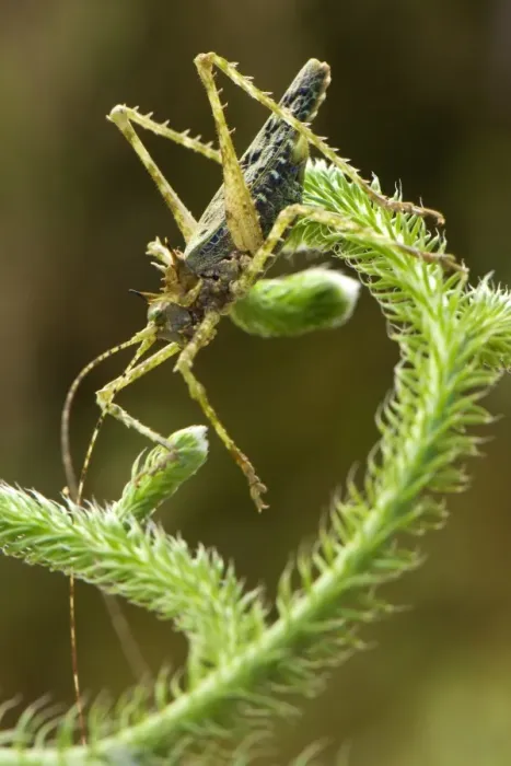Framed Print : Moss Katydid (Campionica montana) adult, resting on giant clubmoss, Manu Road, Departemento Cusco, Andes, Peru Framed Print : Moss Katydid (Campionica montana) adult, resting on giant clubmoss, Manu Road, Departemento Cusco, Andes, Peru