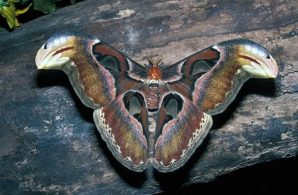 Moth - Atlas (Attacus atlas) close-up  /  on wood  /  one of the biggest moths in the world