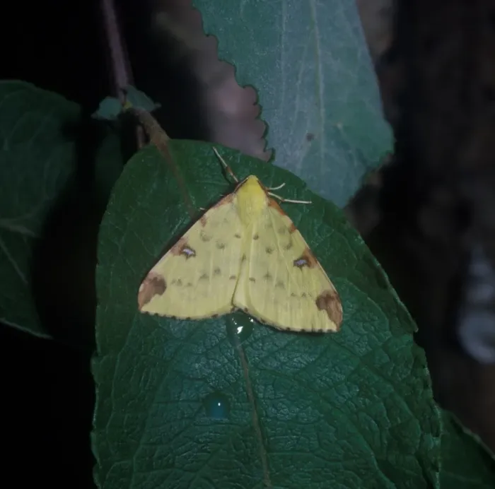 Framed Print : Moth - Brimstone (Opisthograptis luteolata) on leaf